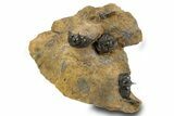 Onnia Trilobite Cluster - Blekos, Morocco #381641-1